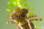 Brown Hawker (Aeshna grandis)