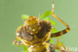 Brown Hawker (Aeshna grandis)