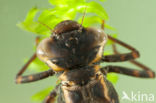 Brown Hawker (Aeshna grandis)