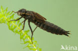 Brown Hawker (Aeshna grandis)