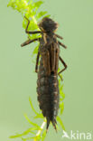 Brown Hawker (Aeshna grandis)