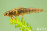 Brown Hawker (Aeshna grandis)