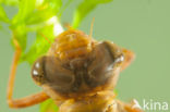 Brown Hawker (Aeshna grandis)