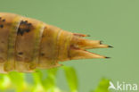 Brown Hawker (Aeshna grandis)