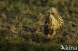 Common Buzzard (Buteo buteo)