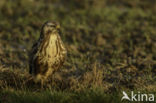 Common Buzzard (Buteo buteo)