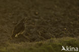 Common Buzzard (Buteo buteo)