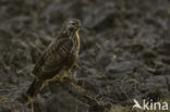 Common Buzzard (Buteo buteo)