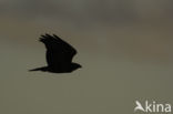 Common Buzzard (Buteo buteo)