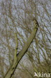 Buizerd (Buteo buteo)