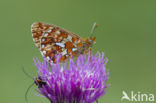 Pearl Bordered Fritillary (Clossiana euphrosyne)