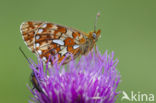 Pearl Bordered Fritillary (Clossiana euphrosyne)