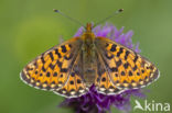 Pearl Bordered Fritillary (Clossiana euphrosyne)