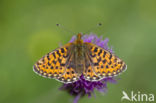 Pearl Bordered Fritillary (Clossiana euphrosyne)