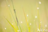 Norfolk Damselfly (Coenagrion armatum)