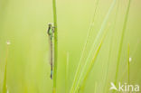 Donkere waterjuffer (Coenagrion armatum)