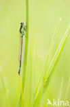 Norfolk Damselfly (Coenagrion armatum)