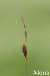 Draadzegge (Carex lasiocarpa)