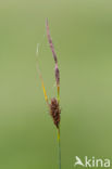 Slender Sedge (Carex lasiocarpa)