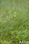 Slender Sedge (Carex lasiocarpa)