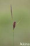 Slender Sedge (Carex lasiocarpa)