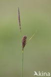 Draadzegge (Carex lasiocarpa)