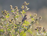 Draaihals (Jynx torquilla)