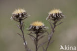 Carline Thistle (Carlina vulgaris)