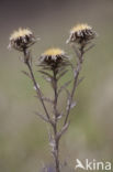 Carline Thistle (Carlina vulgaris)