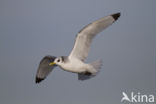 Black-legged Kittiwake (Rissa tridactyla)