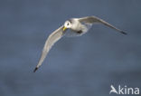 Black-legged Kittiwake (Rissa tridactyla)