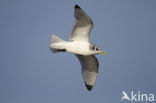 Black-legged Kittiwake (Rissa tridactyla)