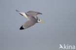 Black-legged Kittiwake (Rissa tridactyla)