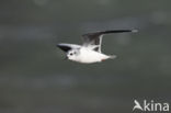 Dwergmeeuw (Larus minutus)