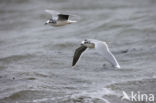 Dwergmeeuw (Larus minutus)