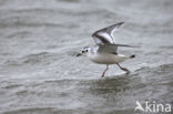 Dwergmeeuw (Larus minutus)