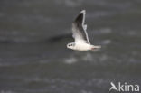 Dwergmeeuw (Larus minutus)