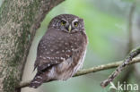 Eurasian Pygmy-Owl (Glaucidium passerinum)