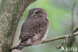 Eurasian Pygmy-Owl (Glaucidium passerinum)