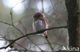 Eurasian Pygmy-Owl (Glaucidium passerinum)