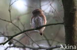 Eurasian Pygmy-Owl (Glaucidium passerinum)