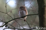 Eurasian Pygmy-Owl (Glaucidium passerinum)