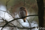 Eurasian Pygmy-Owl (Glaucidium passerinum)