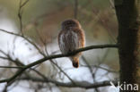 Eurasian Pygmy-Owl (Glaucidium passerinum)