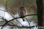 Eurasian Pygmy-Owl (Glaucidium passerinum)