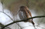 Eurasian Pygmy-Owl (Glaucidium passerinum)
