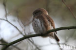 Eurasian Pygmy-Owl (Glaucidium passerinum)