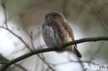 Eurasian Pygmy-Owl (Glaucidium passerinum)