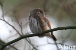 Eurasian Pygmy-Owl (Glaucidium passerinum)