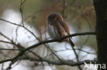 Eurasian Pygmy-Owl (Glaucidium passerinum)